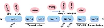 Nrf2 signaling pathway: current status and potential therapeutic targetable role in human cancers